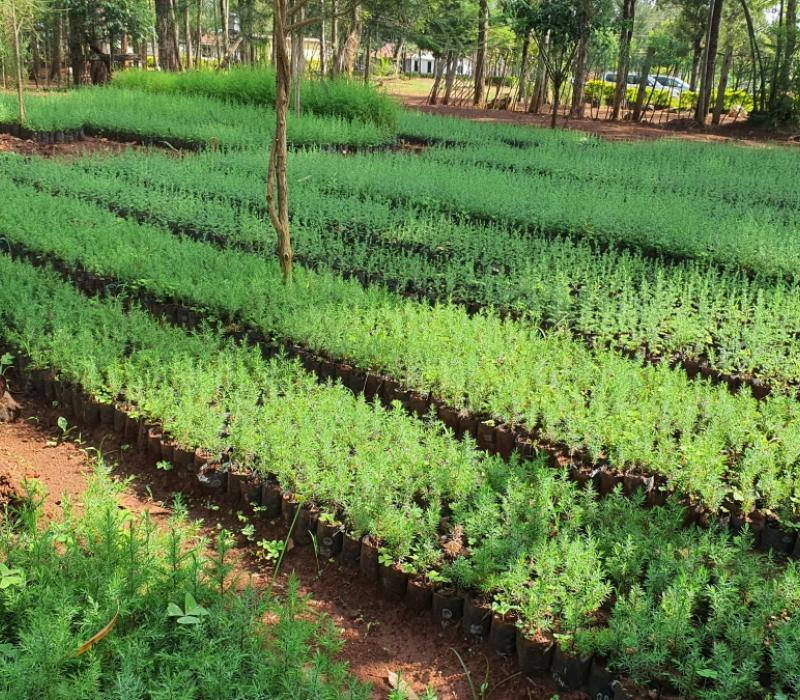 Privatization Commission Donates 17,800 tree seedlings